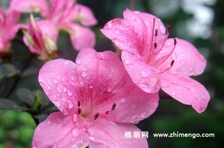 西洋杜鹃怎么浇水，3种浇水事项技巧