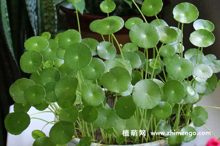 金钱草怎么养，5种养护方法和注意事项