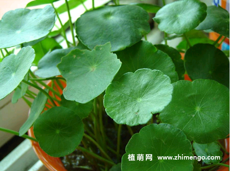 金钱草怎么养，5种养护方法和注意事项
