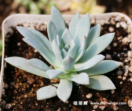 多肉植物象牙莲怎么养