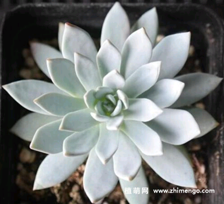 多肉植物象牙莲怎么养