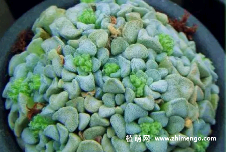多肉植物都星怎么养