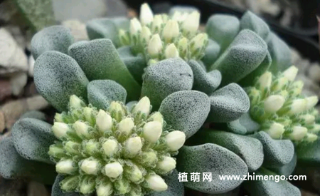 多肉植物都星怎么养