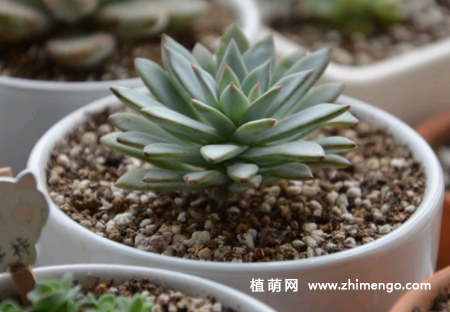 多肉植物象牙莲怎么养