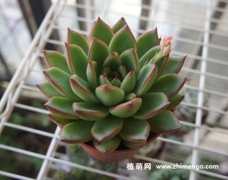 东云多肉怎么养，6种养护方法