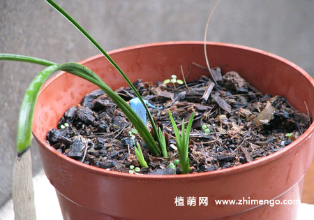 兰花怎么养发芽，让兰花发芽的方法
