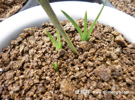 兰花怎么养发芽，让兰花发芽的方法