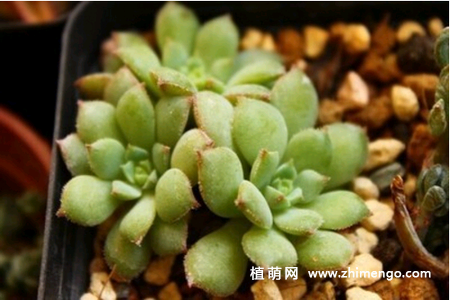 玫瑰莲多肉怎么养，6种养护方法