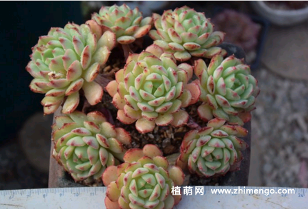 玫瑰莲多肉怎么养，6种养护方法