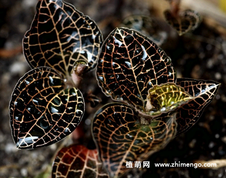 金线莲怎么种植,金线莲适宜生长环境
