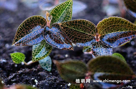 金线莲怎么种植,金线莲适宜生长环境