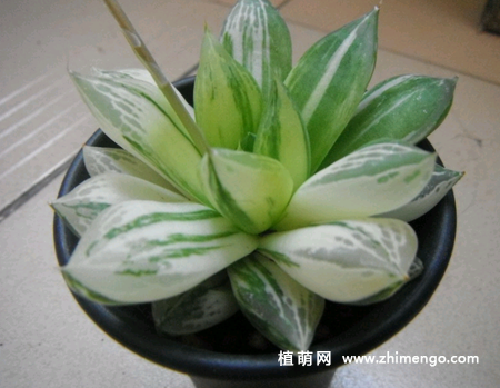 多肉宝草锦怎么养