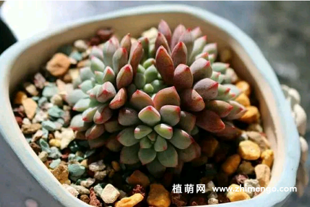 蓝宝石多肉怎么养