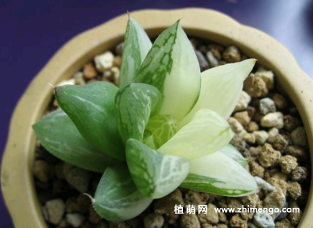 多肉宝草锦怎么养