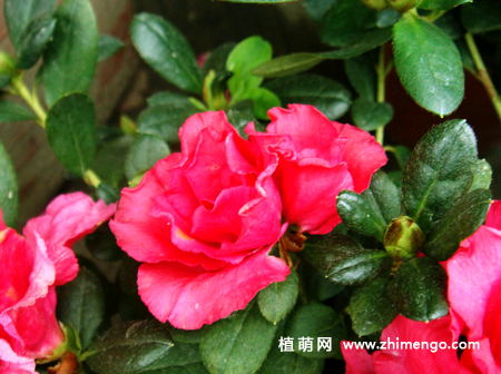 盆栽杜鹃花怎么浇水