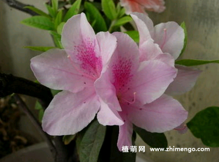 盆栽杜鹃花怎么浇水
