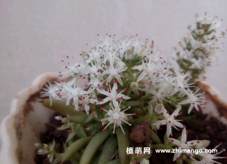 多肉塔花瓦松怎么养