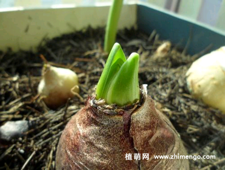 风信子的种植方法，土培和水培种植方法