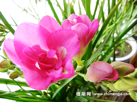 香雪兰种球种植方法，分4步完成