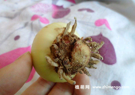 风信子的种植方法，土培和水培种植方法