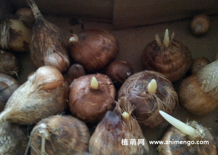 香雪兰种球种植方法，分4步完成