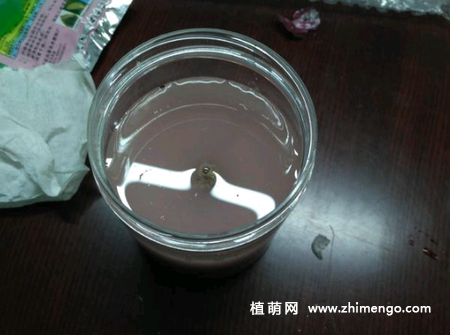 风信子的种植方法，土培和水培种植方法