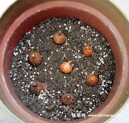 香雪兰种球种植方法，分4步完成