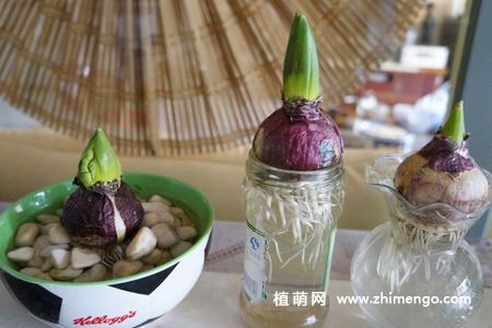 风信子的种植方法，土培和水培种植方法