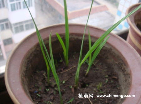 香雪兰种球种植方法，分4步完成