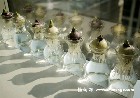 风信子的种植方法，土培和水培种植方法