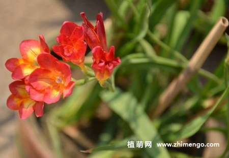 香雪兰种球种植方法，分4步完成