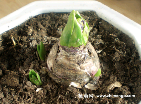风信子的种植方法，土培和水培种植方法