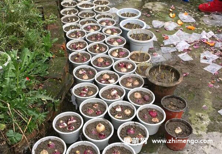 风信子的种植方法，土培和水培种植方法