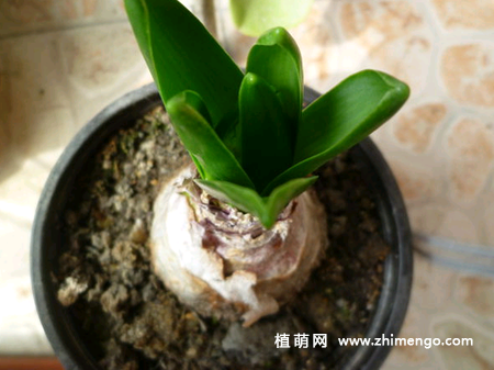 风信子的种植方法，土培和水培种植方法