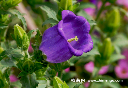 风铃草怎么种植，风铃草种植方法