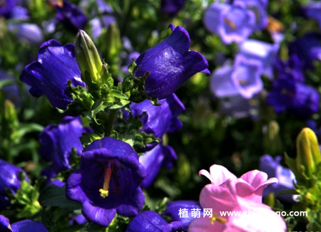 风铃草怎么种植，风铃草种植方法
