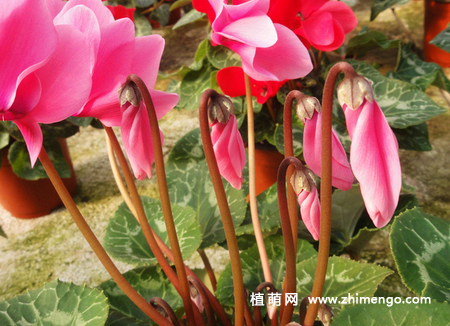 仙客来的种植方法，仙客来栽培种植技术