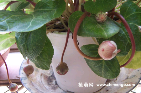 仙客来的种植方法，仙客来栽培种植技术