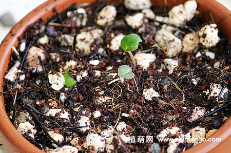 仙客来的种植方法，仙客来栽培种植技术