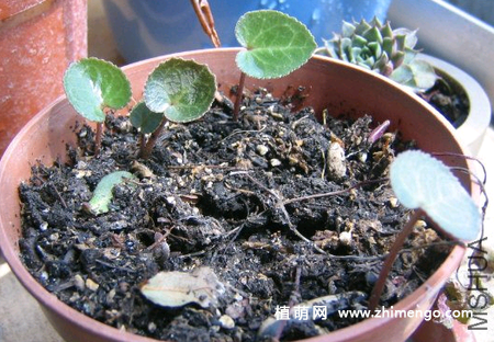仙客来的种植方法，仙客来栽培种植技术