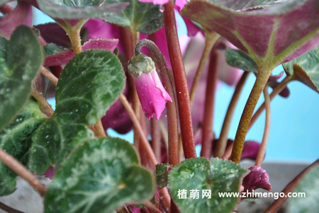 仙客来的种植方法，仙客来栽培种植技术