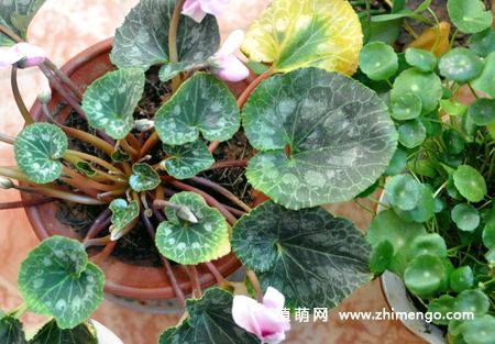 仙客来的种植方法，仙客来栽培种植技术