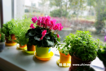 仙客来的种植方法，仙客来栽培种植技术