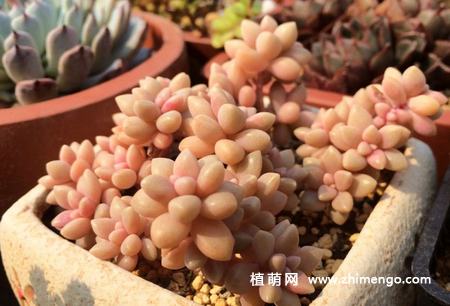 姬秋丽怎么养，姬秋丽多肉养殖方法