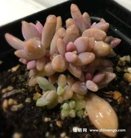 姬秋丽怎么养，姬秋丽多肉养殖方法