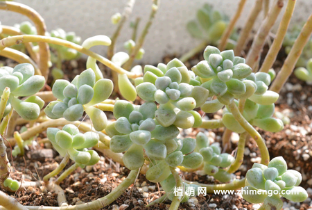姬秋丽怎么养，姬秋丽多肉养殖方法