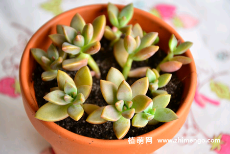 姬秋丽怎么养，姬秋丽多肉养殖方法