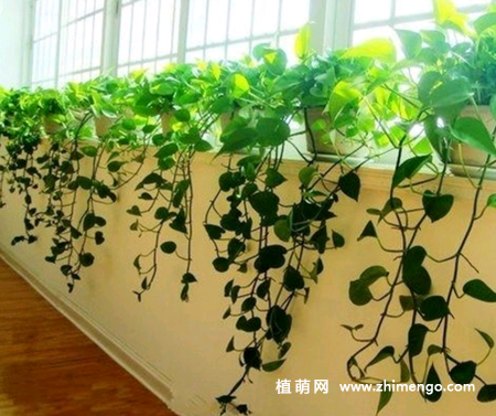 绿萝怎么修剪，绿萝修剪方法收藏