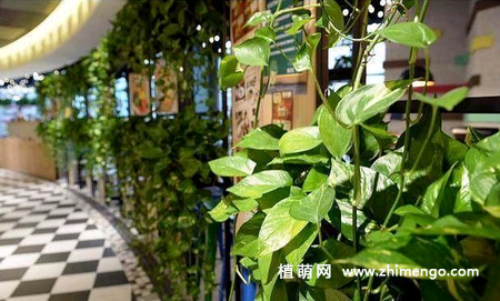 绿萝怎么修剪，绿萝修剪方法收藏