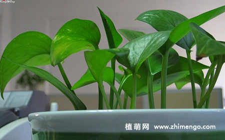 绿萝怎么修剪，绿萝修剪方法收藏
